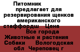 Питомник KURAT GRAD предлагает для резервирования щенков американского стаффордш › Цена ­ 25 000 - Все города Животные и растения » Собаки   . Вологодская обл.,Череповец г.